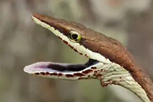 Frightening: Brown Vine Snake - rear-fanged