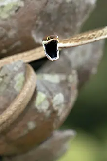 Frightening: Brown Vine Snake - rear-fanged - defensive display