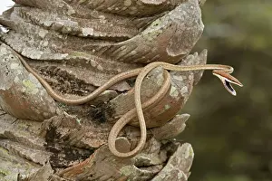 Aeneus: Brown Vine Snake - rear-fanged - defensive display