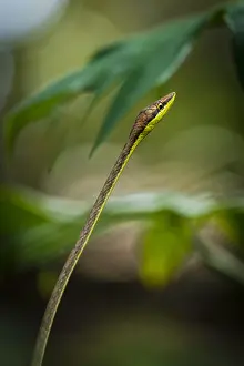 Colubrinae: Brown vinesnake (Oxybelis aeneus), Cahuita national