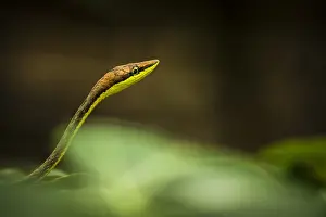 Colubrinae: Brown vinesnake (Oxybelis aeneus), Cahuita national