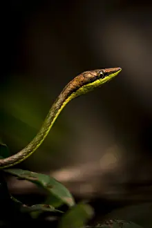 Colubrinae: Brown vinesnake (Oxybelis aeneus), Cahuita national