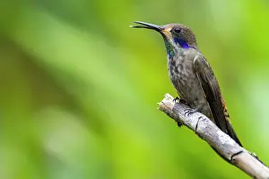 Violetear: Brown violetear (Colibri delphinae) on a branch