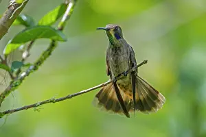 Violetear: Brown Violetear, hummingbird, Las Tangaras Bird