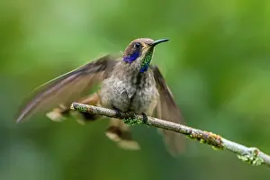 Violetear: Brown Violetear, hummingbird, Las Tangaras Bird
