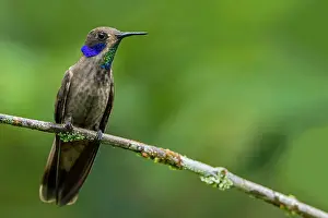 Violetear: Brown Violetear, hummingbird, Las Tangaras Bird