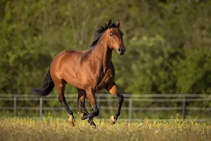 Warmblood: Brown Warmblood gelding at a gallop in the meadow
