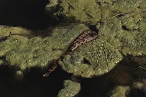 Natrix: Brown Water Snake