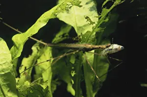 Stick: Brown Waterscorpion