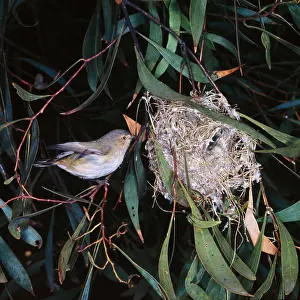 Brevirostris: Brown Weebill