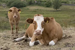 Dumfries: Brown and white Ayshire cow with calf, Threave Gardens