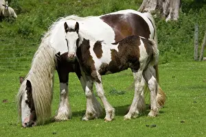 Piebald: Brown and white piebald horse grazing with young foal