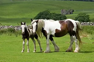 Piebald: Brown and white piebald horse with young foal
