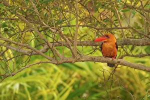 Delta: Brown-winged Kingfisher