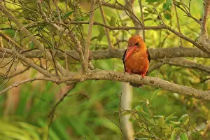 Delta: Brown-winged Kingfisher
