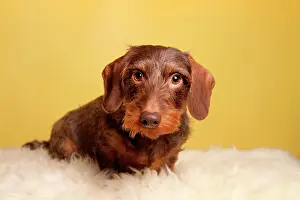 Dachshund: Brown Wirehaired Dachshund sitting on lambskin