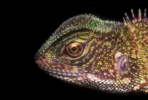 Laticeps: Brown Wood Lizard