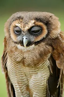 Direct: Brown wood owl (Strix leptogrammica), portrait