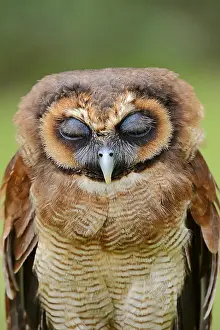 Direct: Brown wood owl (Strix leptogrammica), portrait