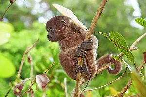 Lagotricha: Brown Woolly Monkey Common woolly monkey young baby