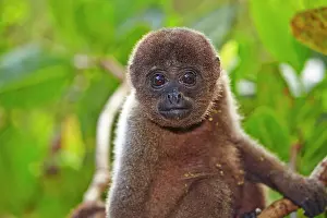Lagotricha: Brown Woolly Monkey Common woolly monkey young baby