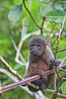 Lagotricha: Brown Woolly Monkey Common woolly monkey young baby