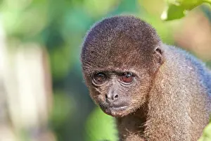 Lagotricha: Brown Woolly Monkey Common woolly monkey young baby