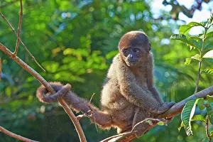 Prehensile: Brown Woolly Monkey Common woolly monkey young baby