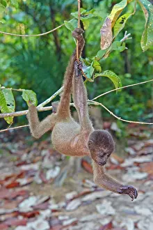 Prehensile: Brown Woolly Monkey Common woolly monkey young baby