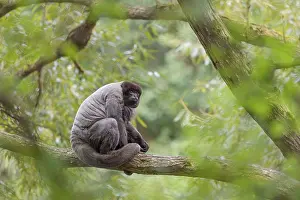 South American: A brown woolly monkey (Lagothrix lagothricha) sits in a tree