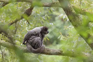 South American: A brown woolly monkey (Lagothrix lagothricha) sits in a tree