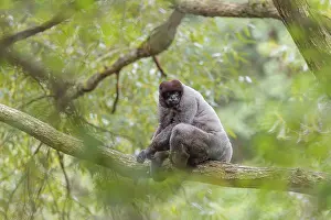 South American: A brown woolly monkey (Lagothrix lagothricha) sits in a tree