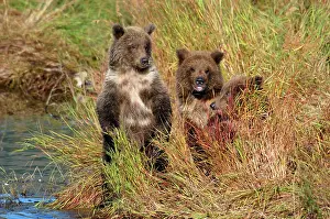 300517: Brownbear (Ursus arctos) three cubs of the year