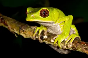 Treefrog: Brownbelly Leaf Frog (Phyllomedusa tarsius) wai
