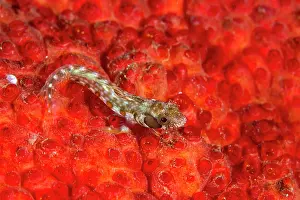 Blenny: Browncheek Blenny