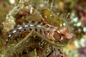 Lea Lee: Browncheek Blenny
