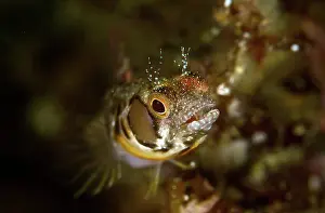 Lea Lee: Browncheek Blenny