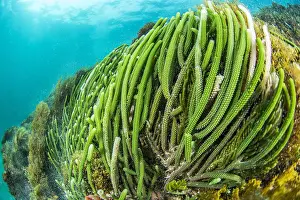Thallophyta: Brown's Caulerpa (Caulerpa brownii), Kangaroo island