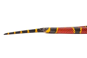 Elapidae: Brown's coral snake (Micrurus browni) on white background