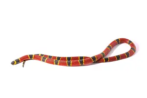 Elapidae: Brown's coral snake (Micrurus browni) on white background