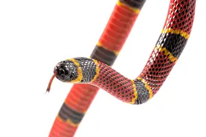 Elapidae: Brown's coral snake (Micrurus browni) on white background