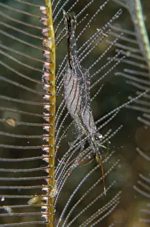 Hydroid: Brownstripe Hydroid Shrimp