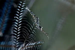 Hydroid: Brownstripe Hydroid Shrimp on hydroid Sebayor Point