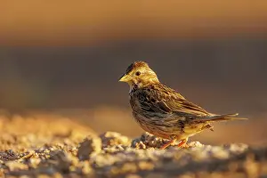 Emberizidae: BRUANT PROYER