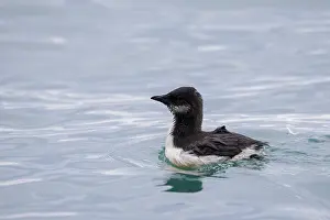 Regions: Bruennichs Guillemot chick