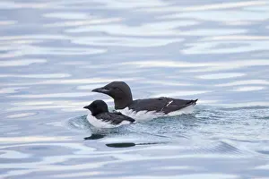 Father: Bruennichs Guillemot family