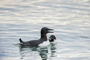 Father: Bruennichs Guillemot family