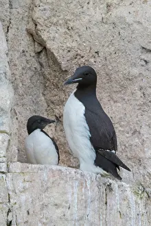 Father: Bruennichs Guillemot family