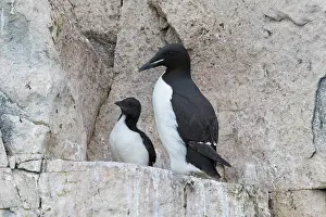 Father: Bruennichs Guillemot family