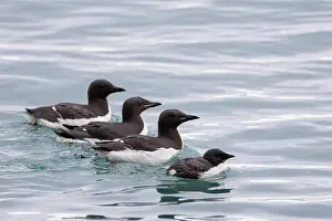 Father: Bruennichs Guillemot family